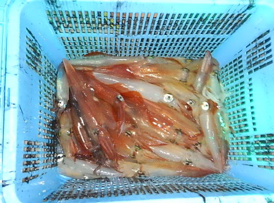 渡船よしだ屋／７月２日（土）　夜イカメタル船の釣果①