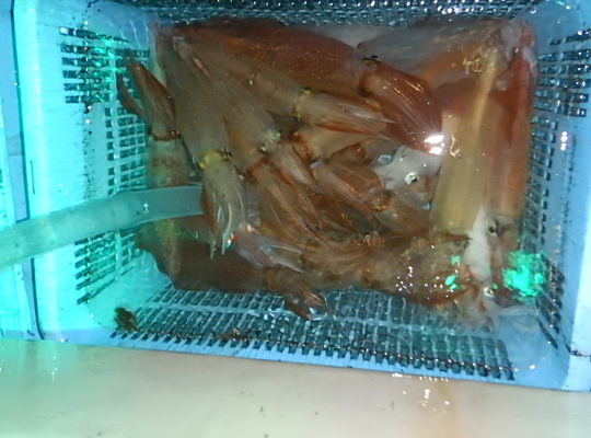 渡船よしだ屋／７月２０日（水）　夜イカメタル船の釣果①