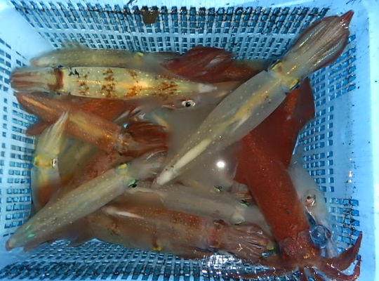 渡船よしだ屋／７月２３日（土）　夜イカメタル船の釣果①