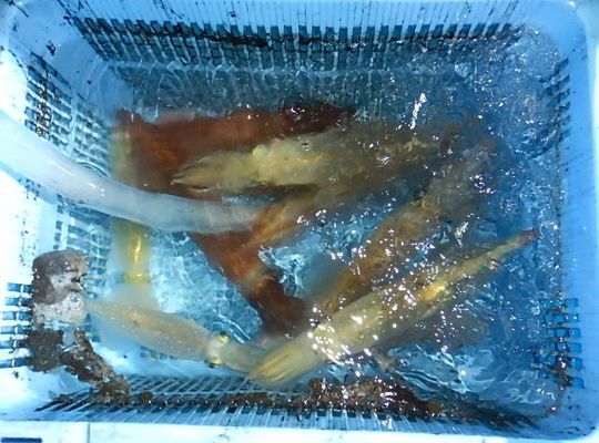 渡船よしだ屋／７月２４日（日）　夜イカメタル船の釣果①