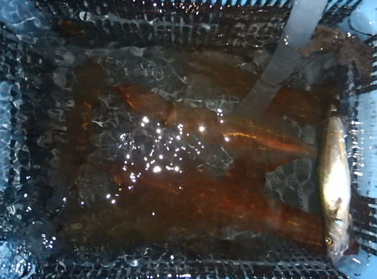 渡船よしだ屋／７月２６日（火）　夜イカメタル船の釣果①