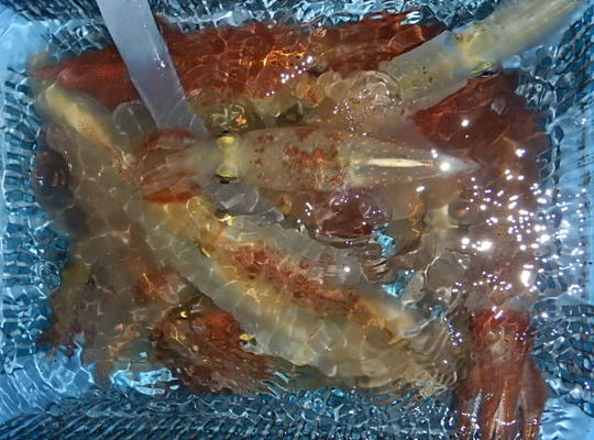 渡船よしだ屋／７月２７日（水）　夜イカメタル船の釣果①