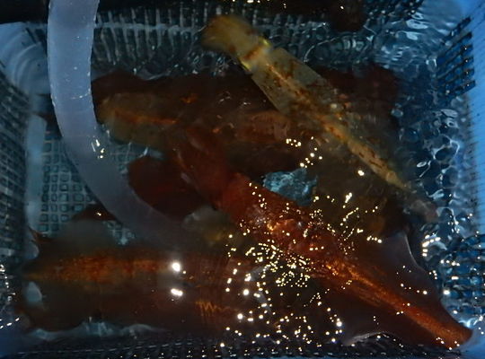 渡船よしだ屋／８月７日（日）　夜イカメタル船の釣果①