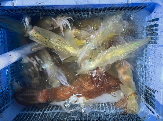 渡船よしだ屋／８月８日（月）　夜イカメタル船の釣果①