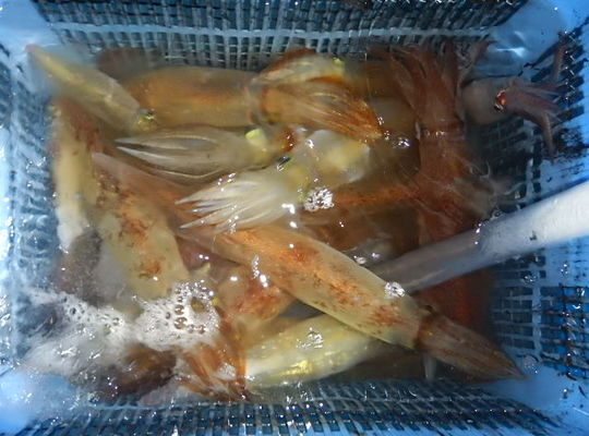 渡船よしだ屋／８月１０日（水）　夜イカメタル船の釣果①
