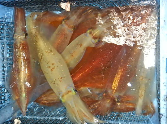渡船よしだ屋／８月２１日（日）　夜イカメタル船の釣果①
