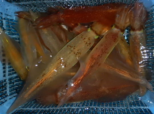渡船よしだ屋／８月３１日（水）　夜イカメタル船の釣果①