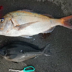 渡船よしだ屋／３月１２日（日）　磯釣りの釣果①