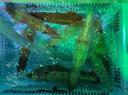 渡船よしだ屋／’２３年７月１９日（水）　夜イカメタル船の釣果①