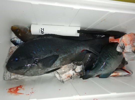 渡船よしだ屋／’２３年１２月５日（火）　磯釣りの釣果①