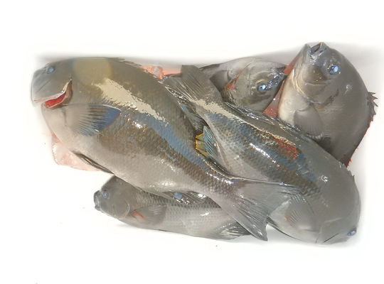 渡船よしだ屋／’２３年１２月１３日（水）　磯釣りの釣果①