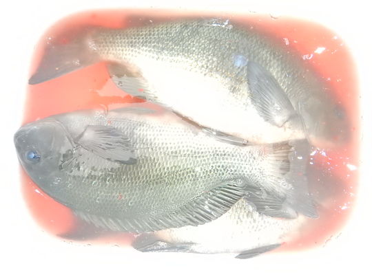 渡船よしだ屋／’２３年１２月１４日（木）　磯釣りの釣果①