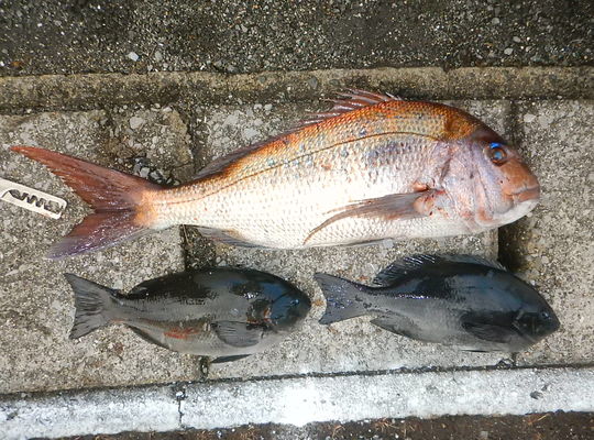 渡船よしだ屋／’２３年１２月２３日（土）　磯釣りの釣果①