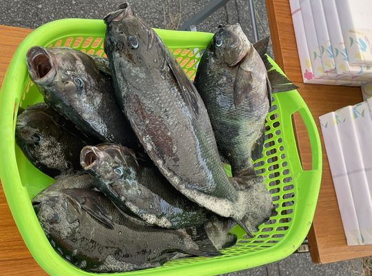 渡船よしだ屋／’２４年６月１６日（日）　磯釣りの釣果①
