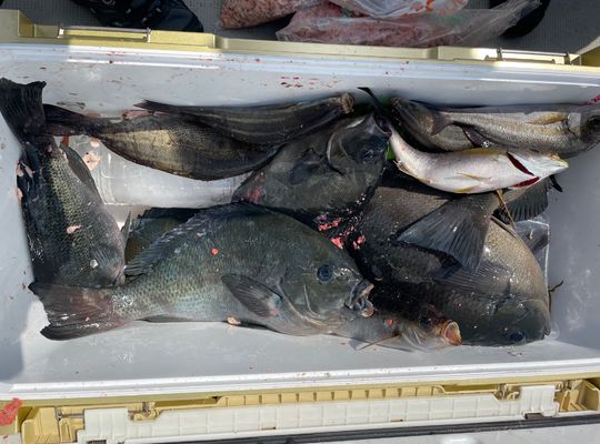 渡船よしだ屋／’２４年６月１９日（水）　磯釣りの釣果①