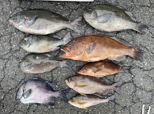 渡船よしだ屋／’２４年６月２２日（土）　磯釣りの釣果①