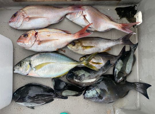 渡船よしだ屋／’２４年６月２７日（木）　磯釣りの釣果①