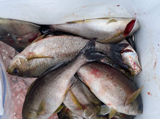 渡船よしだ屋／’２４年６月３０日（日）　磯釣りの釣果①
