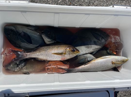 渡船よしだ屋／’２４年７月７日（日）　磯釣りの釣果①
