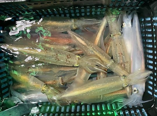 渡船よしだ屋／’２４年８月３日（土）　夜イカ釣りの釣果①
