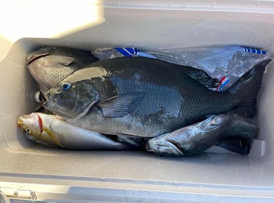 渡船よしだ屋／'２４年１０月１３日（日）　磯釣りの釣果①