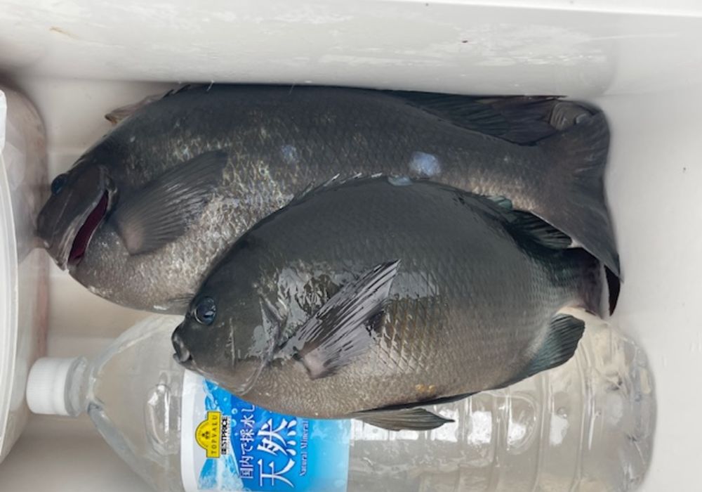 渡船よしだ屋／'２４年１０月１９日（土）　磯釣りの釣果①