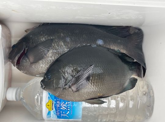 渡船よしだ屋／'２４年１０月１９日（土）　磯釣りの釣果①