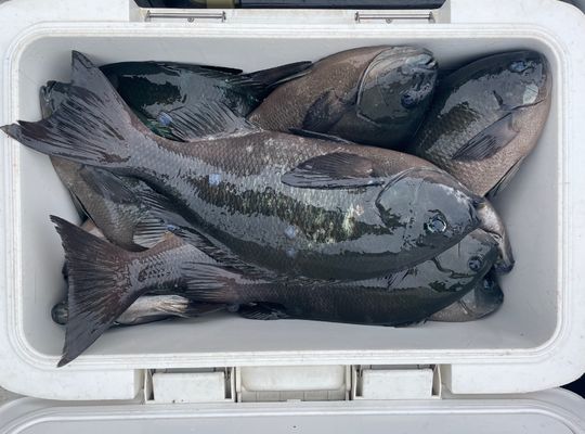 渡船よしだ屋／’２４年１０月２９日（火）　磯釣りの釣果①