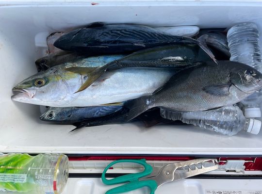 渡船よしだ屋／’２４年１１月４日（月）　磯釣りの釣果①