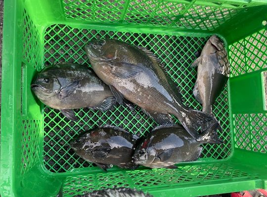 渡船よしだ屋／’２４年１１月９日（土）　磯釣りの釣果①