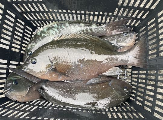 渡船よしだ屋／’２４年１１月１０日（日）　磯釣りの釣果①