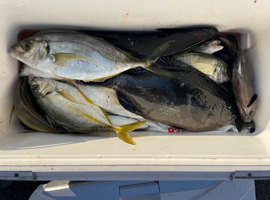 渡船よしだ屋／’２４年１１月１２日（火）　磯釣りの釣果①