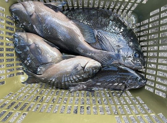 渡船よしだ屋／’２４年１１月２１日（木）　磯釣りの釣果①