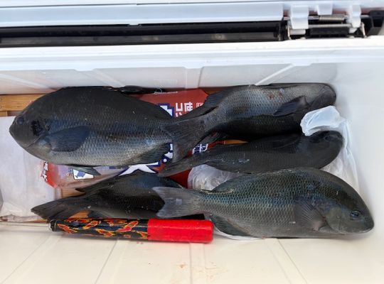 渡船よしだ屋／’２４年１２月４日（水）　磯釣りの釣果①