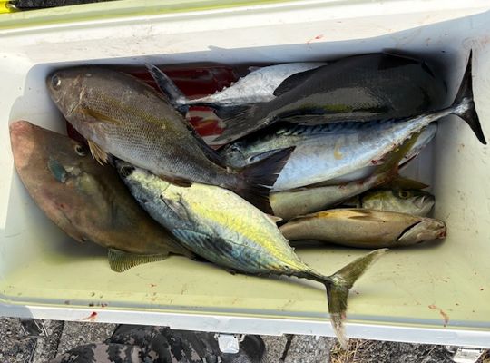 渡船よしだ屋／’２４年１２月７日（土）　磯釣りの釣果①