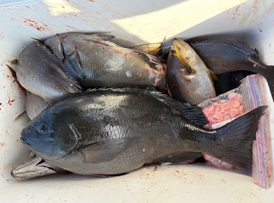 渡船よしだ屋／’２５年２月２３日（日）　磯釣りの釣果①