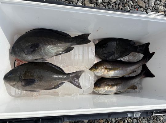 渡船よしだ屋／’２５年４月３０日（水）　磯釣りの釣果①