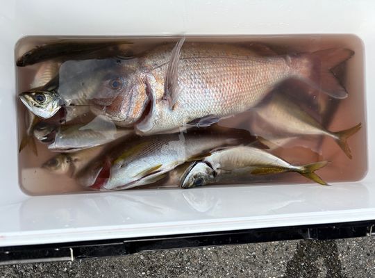 渡船よしだ屋／’２５年５月５日（月）　磯釣りの釣果①