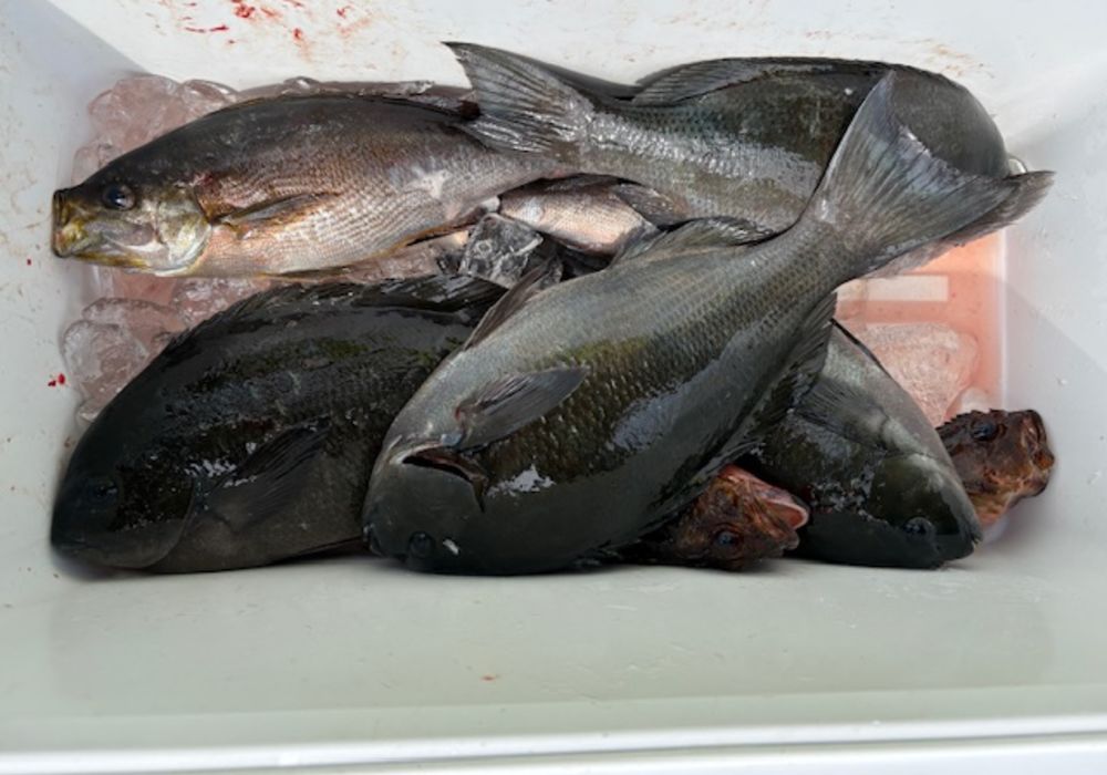 渡船よしだ屋／’２５年５月２８日（水）　磯釣りの釣果①