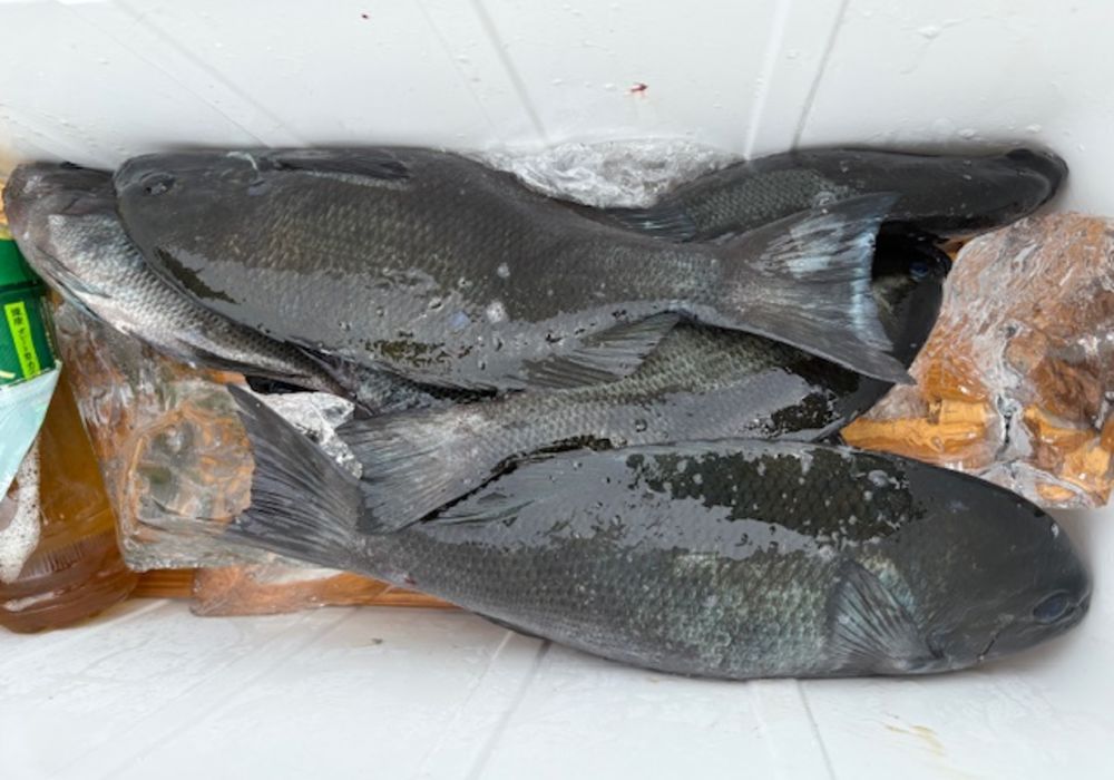 渡船よしだ屋／’２５年６月２５日（水）　磯釣りの釣果①