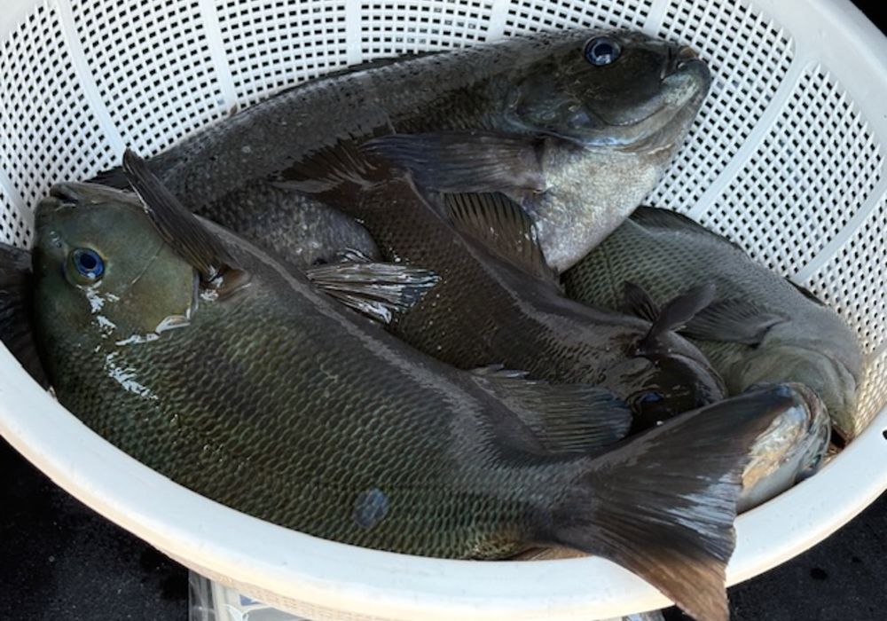 渡船よしだ屋／’２５年６月２８日（土）　磯釣りの釣果①