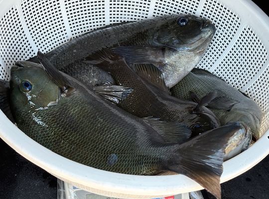 渡船よしだ屋／’２５年６月２８日（土）　磯釣りの釣果①