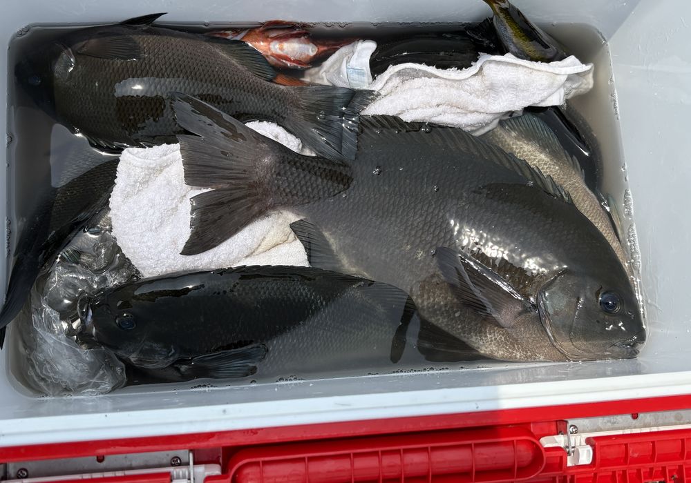 渡船よしだ屋／’２５年７月１日（火）　磯釣りの釣果①