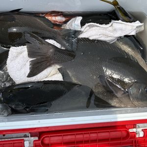 渡船よしだ屋／’２５年７月１日（火）　磯釣りの釣果①