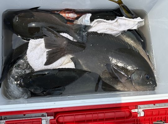 渡船よしだ屋／’２５年７月１日（火）　磯釣りの釣果①