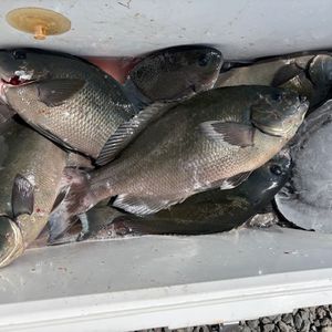 渡船よしだ屋／’２５年７月６日（日）　磯釣りの釣果①