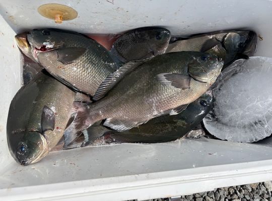 渡船よしだ屋／’２５年７月６日（日）　磯釣りの釣果①