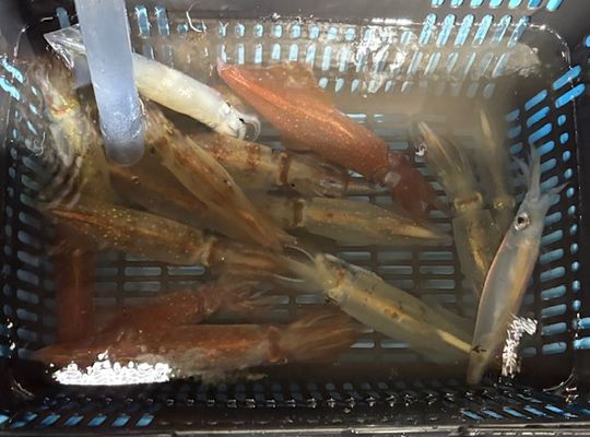 渡船よしだ屋／’２５年７月１２日（土）　夜イカ釣りの釣果①