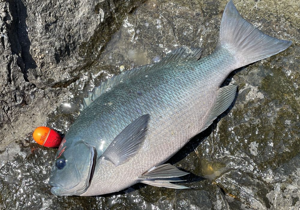 渡船よしだ屋／日振島の磯釣り便、１０月１１日（土）から出船