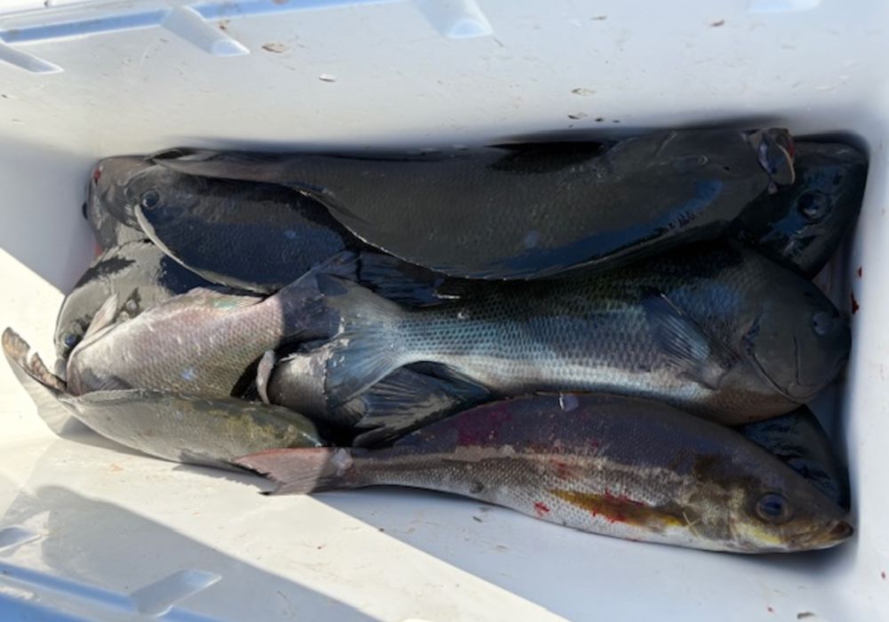 渡船よしだ屋／’２５年１０月２９日（水）　磯釣りの釣果①